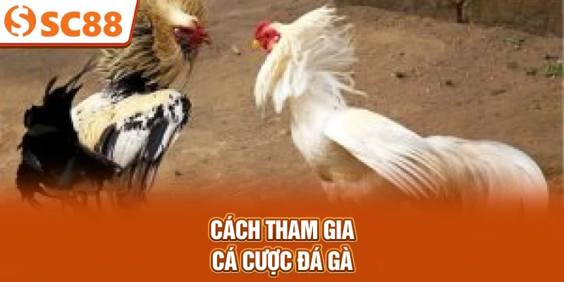 Cách tham gia cá cược đá gà
