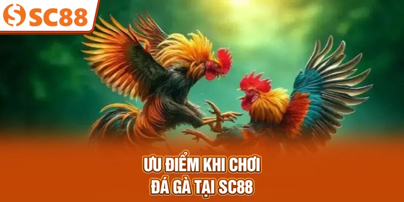 Ưu điểm khi chơi đá gà tại sc88